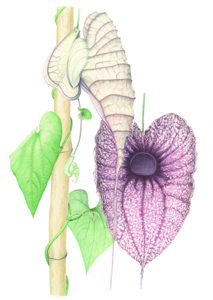 Kaart Aristolochia
