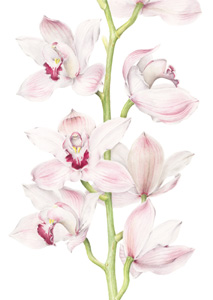 kaart Cymbidium