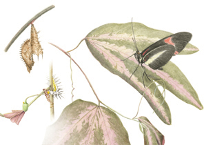 Kaart Heliconius erato