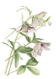 Kaart Helleborus orientalis