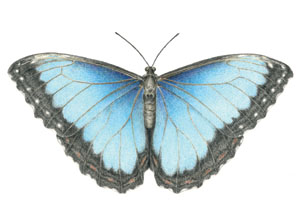 kaart Morpho