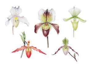 kaart Paphiopedilum