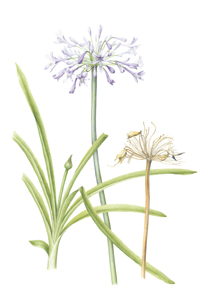 kaart Agapanthus