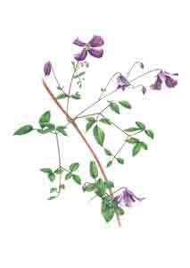 kaart Clematis