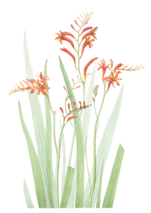 kaart Crocosmia