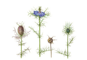 kaart Nigella