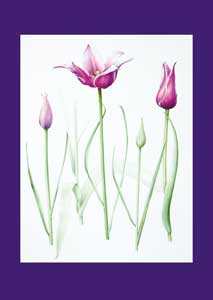 kaart Tulp