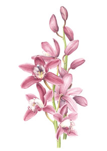 kaart Cymbidium 'Nina'