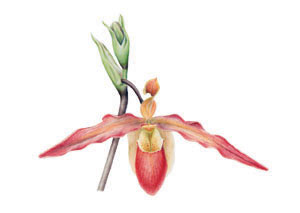 kaart Phragmipedium