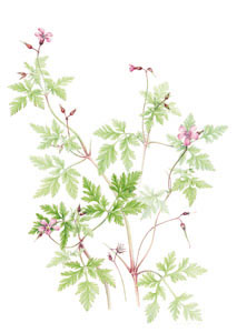 kaart Geranium robertianum