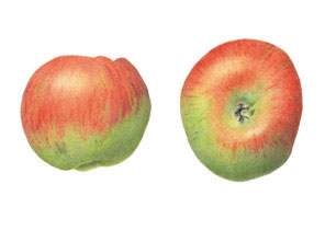 kaart Bramley's Seedling