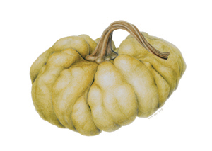 kaart Cucurbita moschata 'Yuxijiangbinggua'