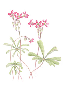 kaart Oxalis lasiandra